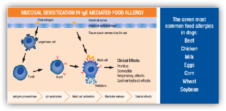 โรคผิวหนังที่เกิดจากภาวะภูมิแพ้อาหาร (cutaneous Adverse Food Reaction ...