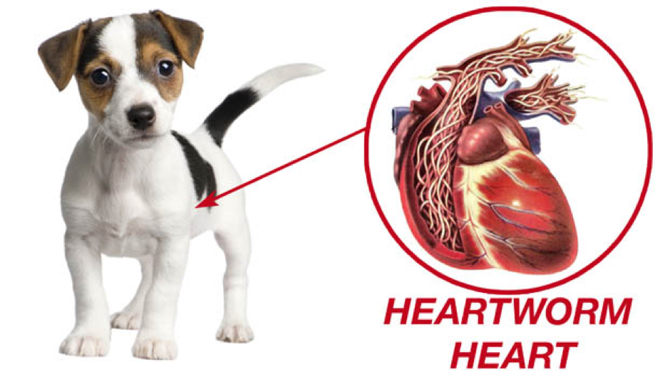 โรคพยาธิหนอนหัวใจ (Heartworm) RTB Group